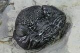 Wide, Enrolled Eldredgeops Trilobite With Brachs - Ohio #133585-5